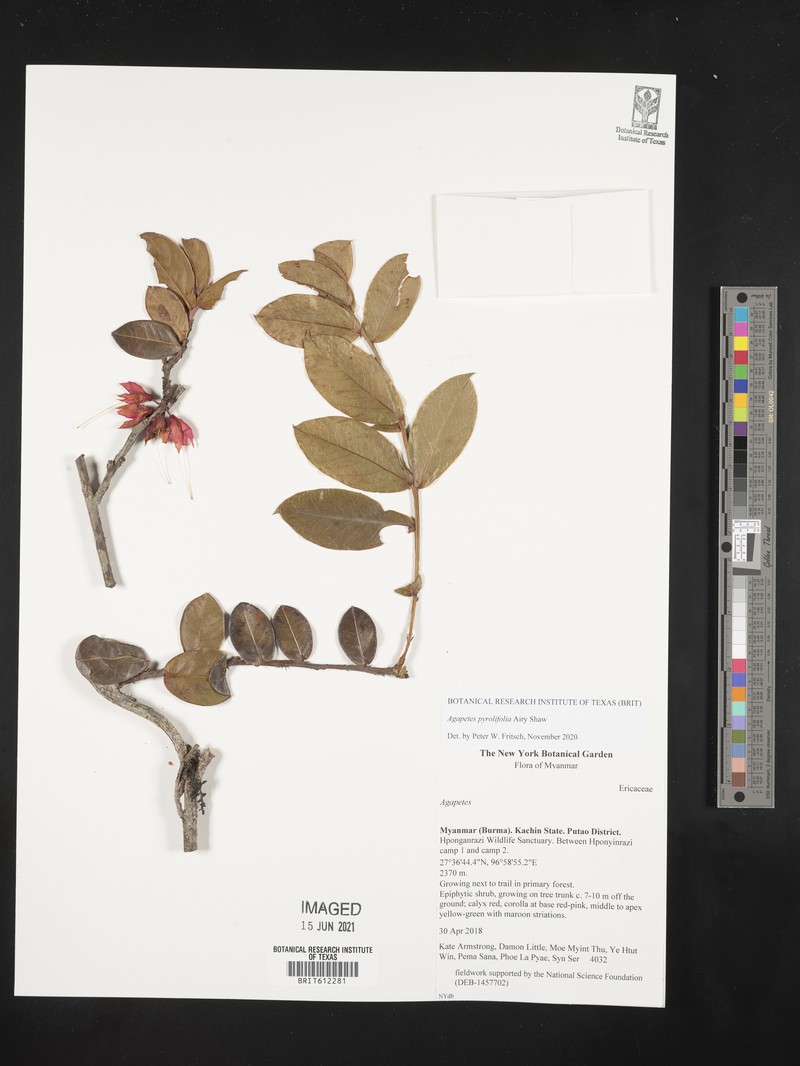 Agapetes pyrolifolia