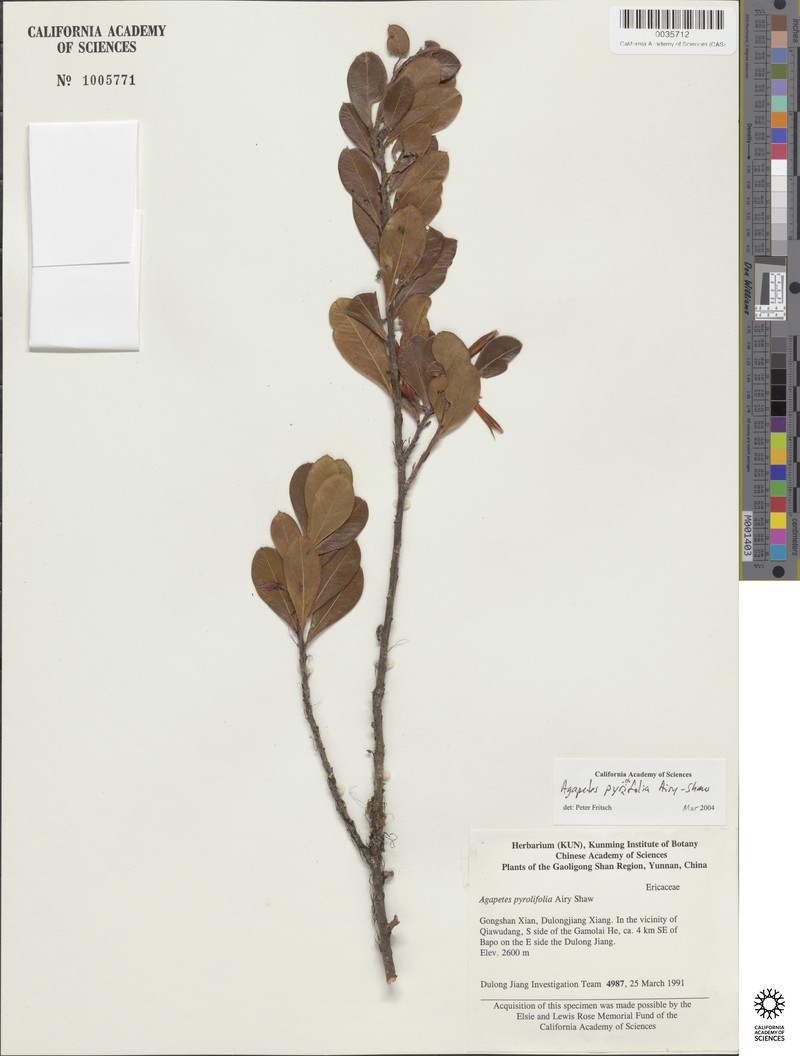 Agapetes pyrolifolia photo 2
