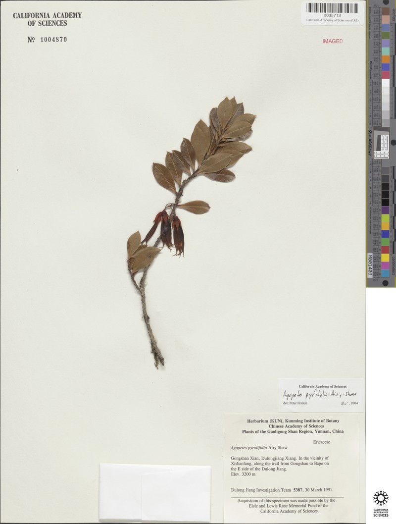 Agapetes pyrolifolia photo 3