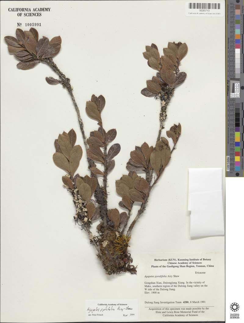 Agapetes pyrolifolia photo 4
