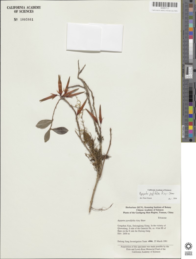Agapetes pyrolifolia photo 5