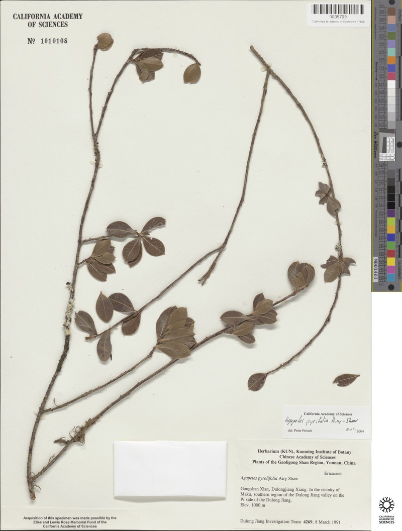 Agapetes pyrolifolia photo 6