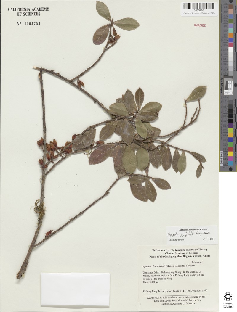 Agapetes pyrolifolia photo 7