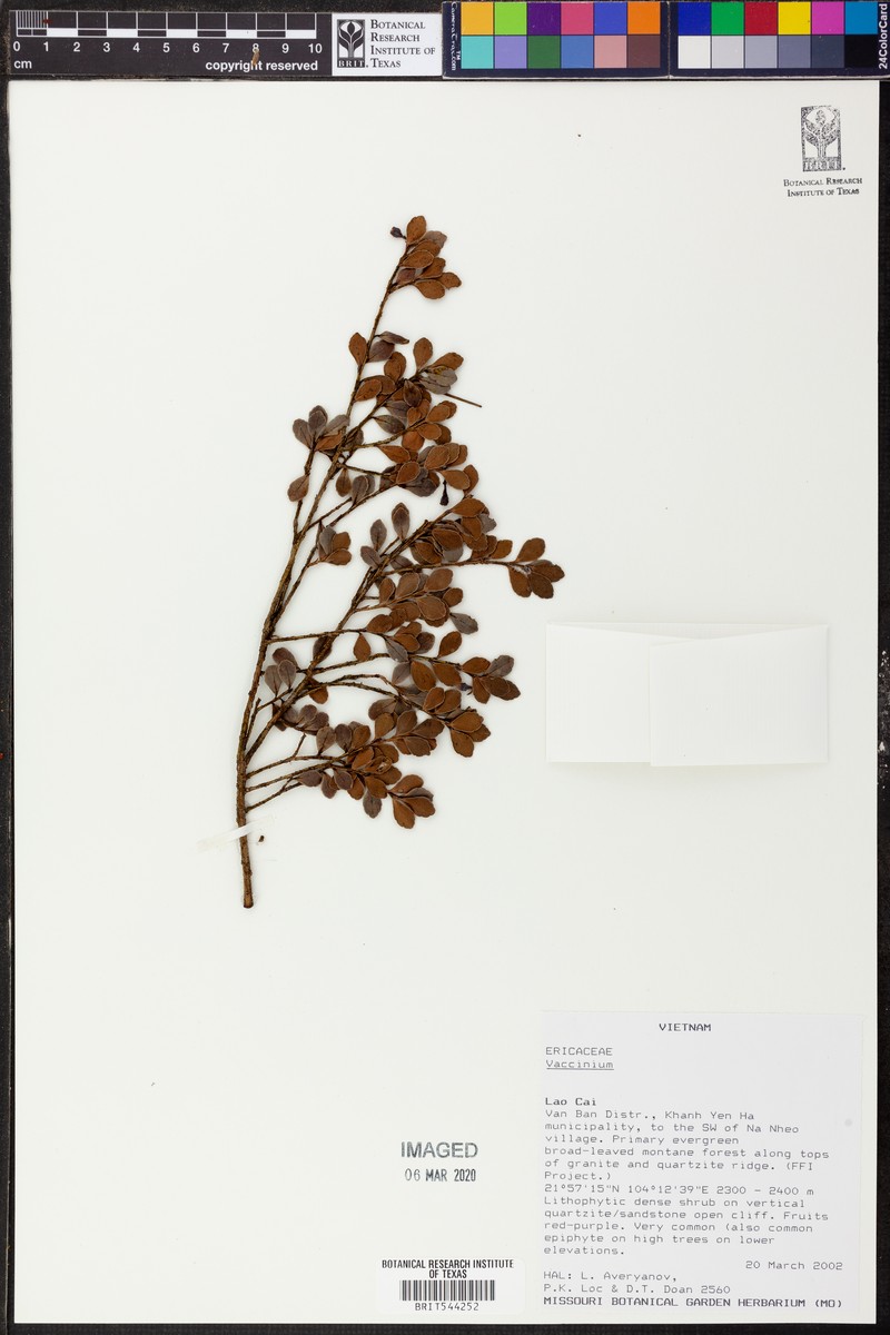 Agapetes rubrobracteata