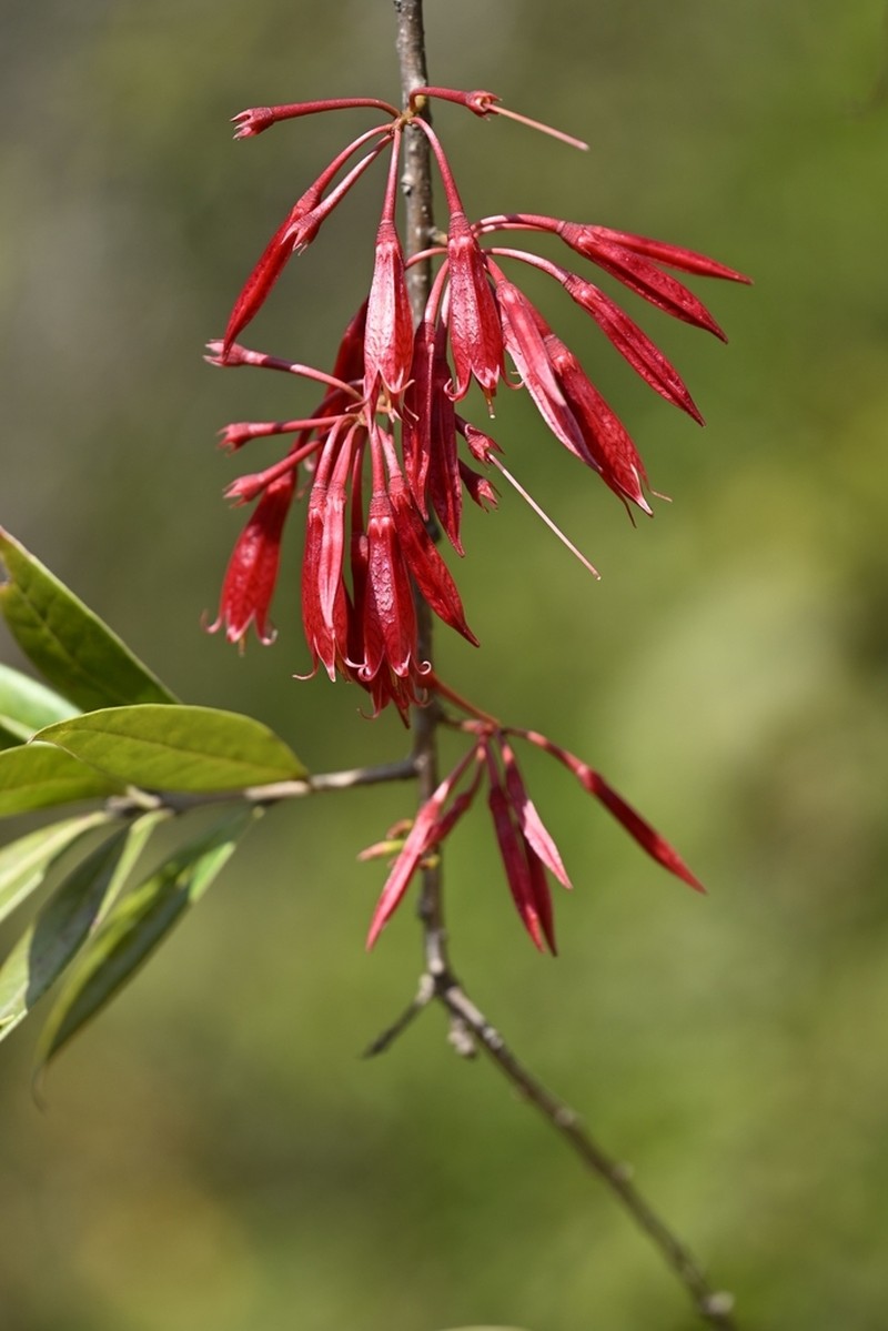 Agapetes saligna