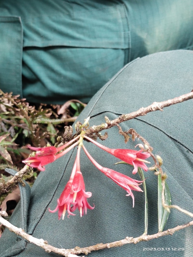 Agapetes saligna photo 4