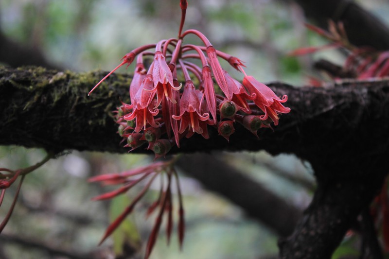 Agapetes saligna photo 5