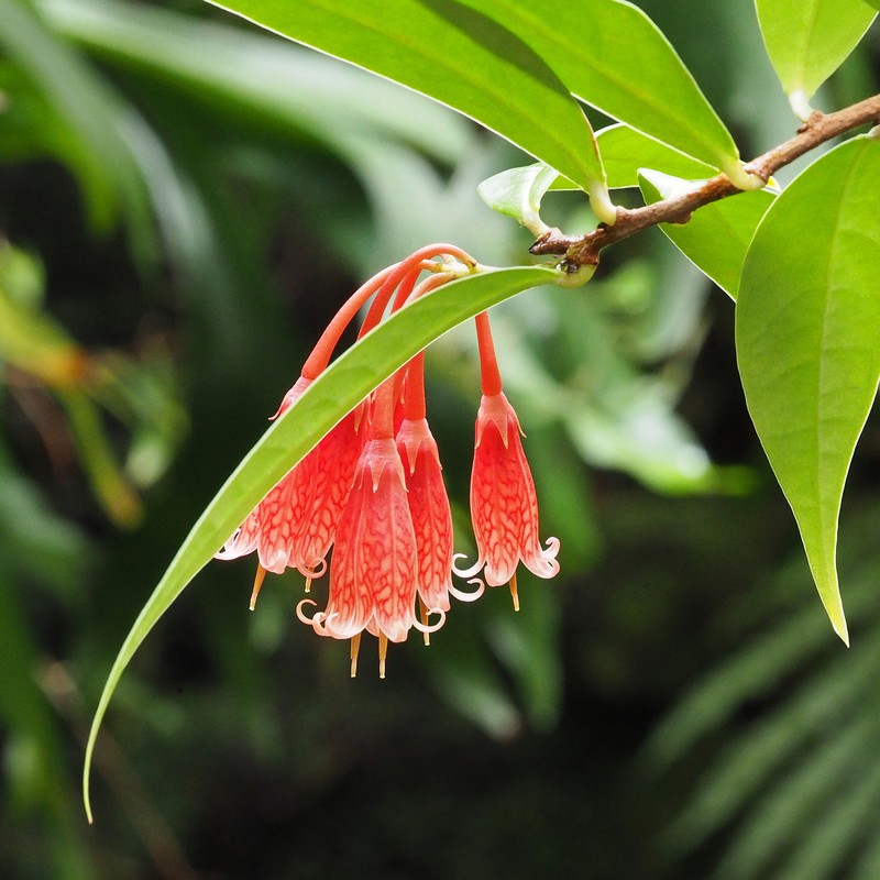 Agapetes saligna photo 6