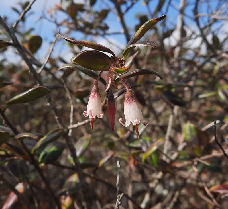 Agapetes saxicola photo 2