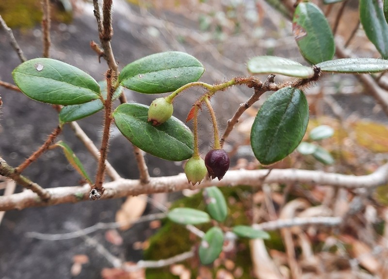 Agapetes saxicola photo 3