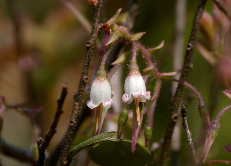 Agapetes saxicola photo 4