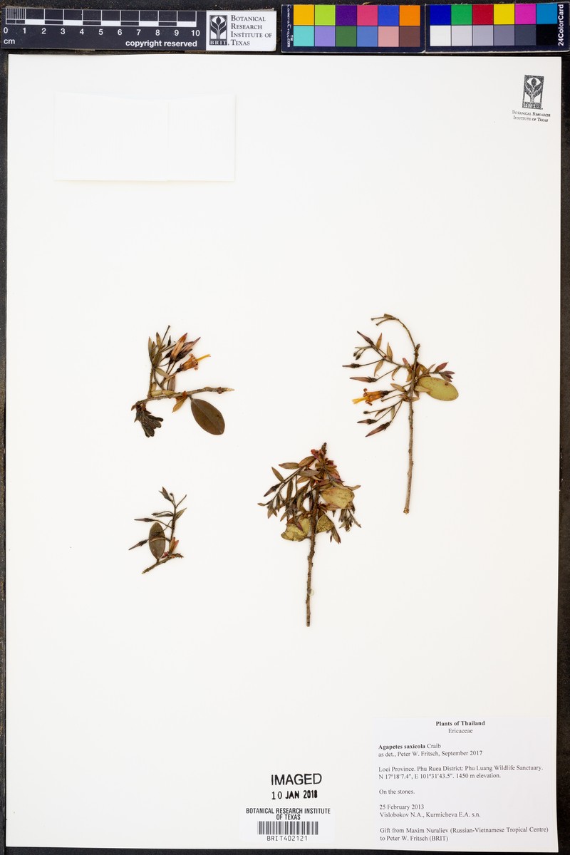 Agapetes saxicola photo 5