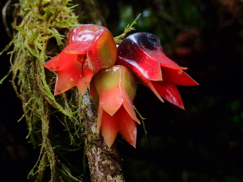 Agapetes scortechinii