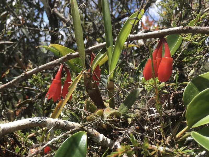 Agapetes scortechinii photo 2