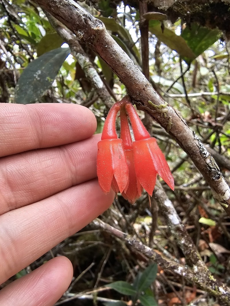 Agapetes scortechinii photo 3