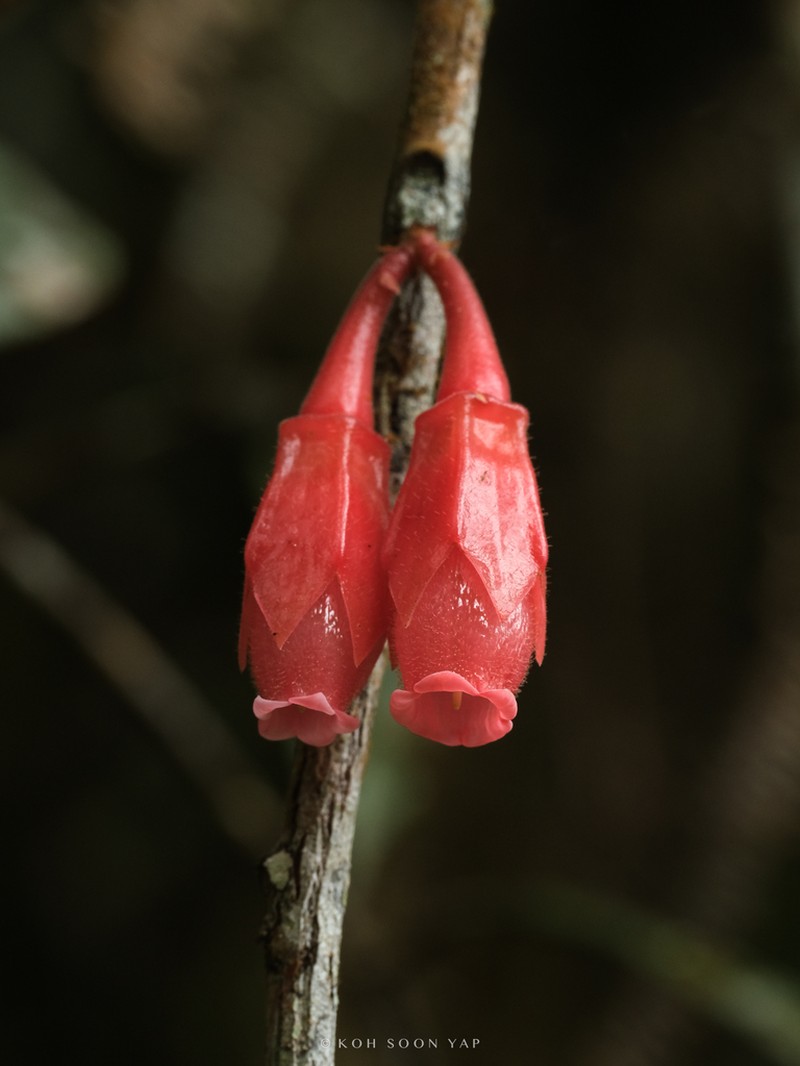 Agapetes scortechinii photo 5