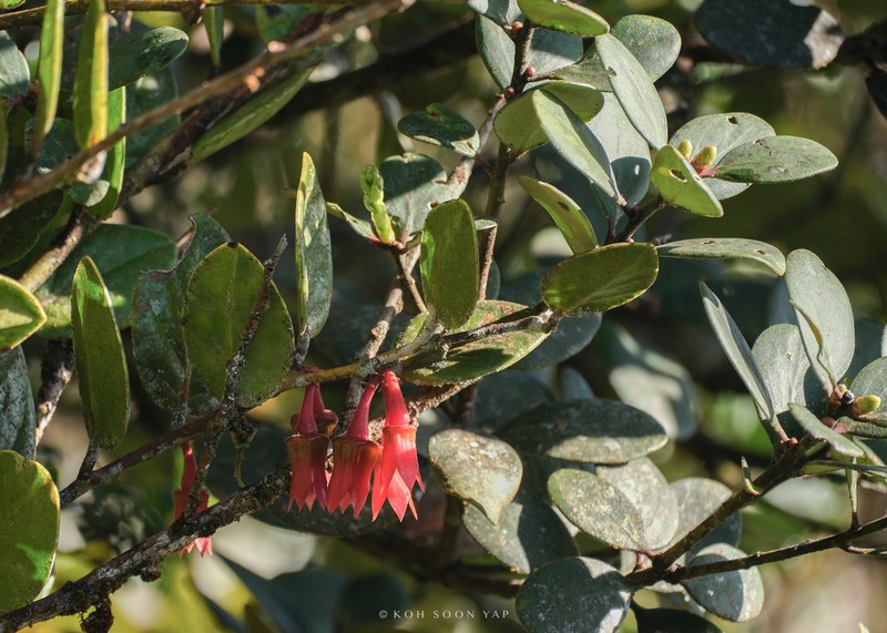 Agapetes scortechinii photo 6
