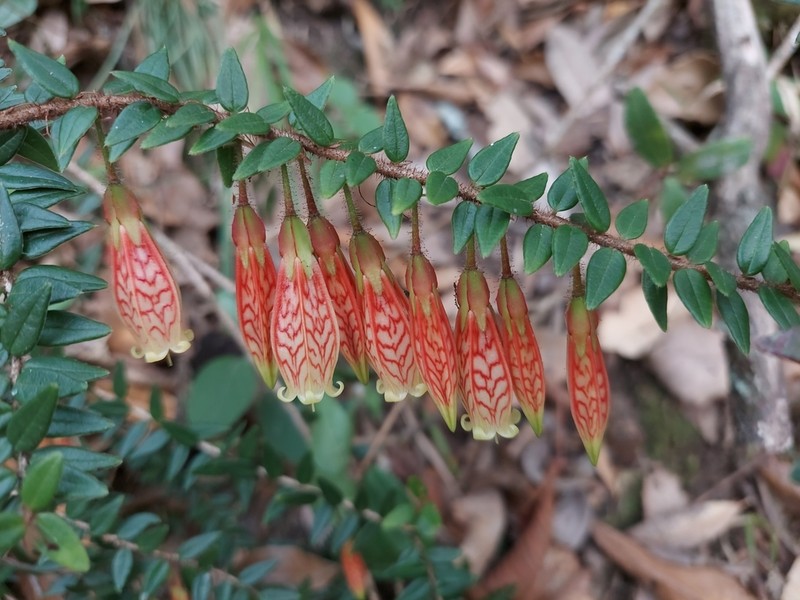 Agapetes serpens photo 2
