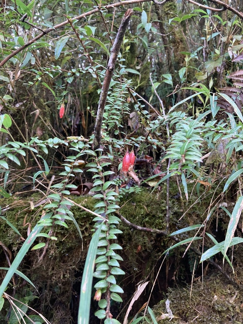 Agapetes serpens photo 3