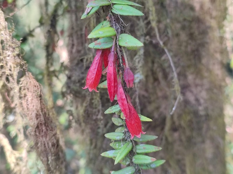 Agapetes serpens photo 4