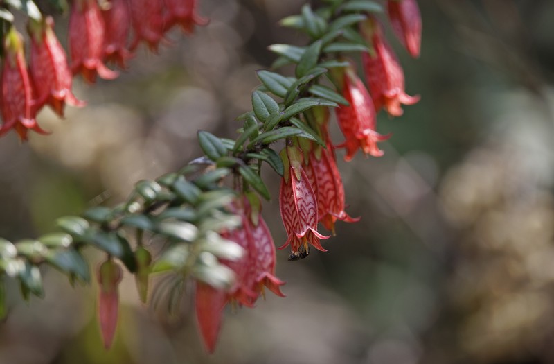 Agapetes serpens photo 5