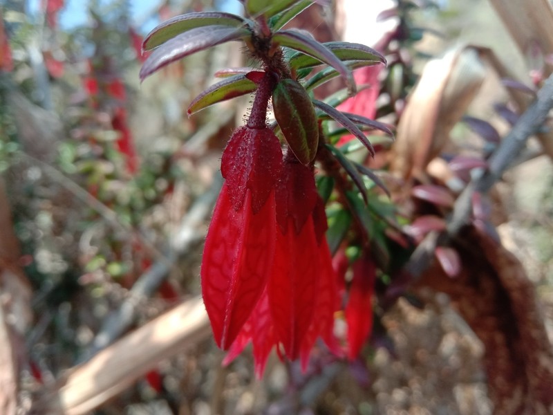 Agapetes serpens photo 6