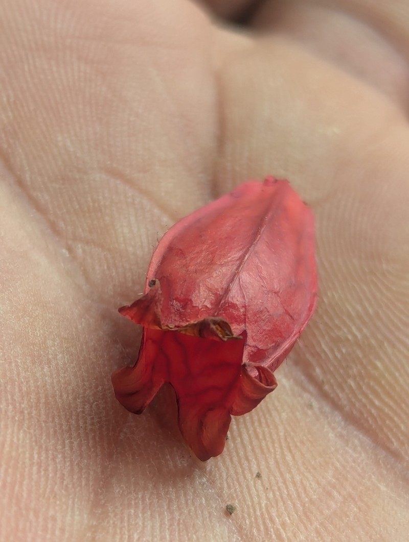 Agapetes serpens photo 7