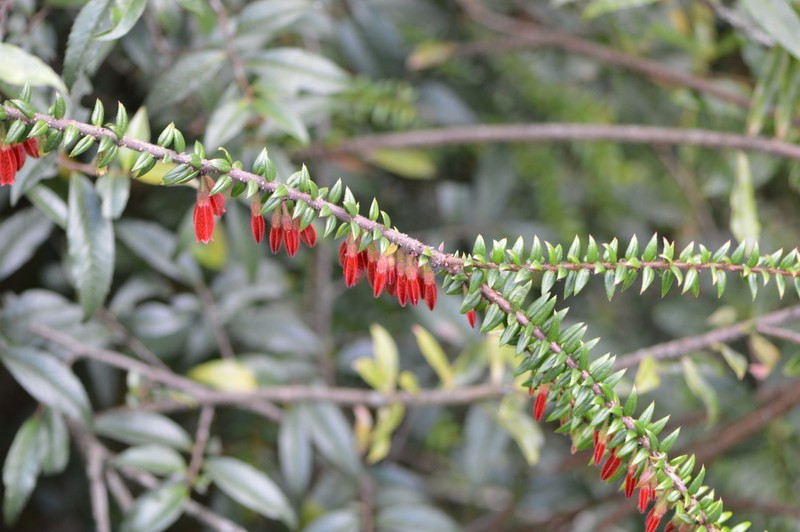 Agapetes serpens photo 8
