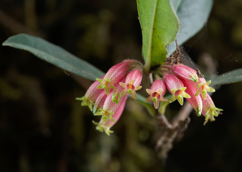 Agapetes setigera photo 2