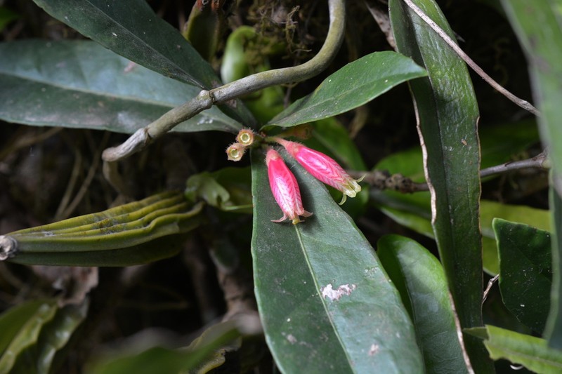 Agapetes setigera photo 3