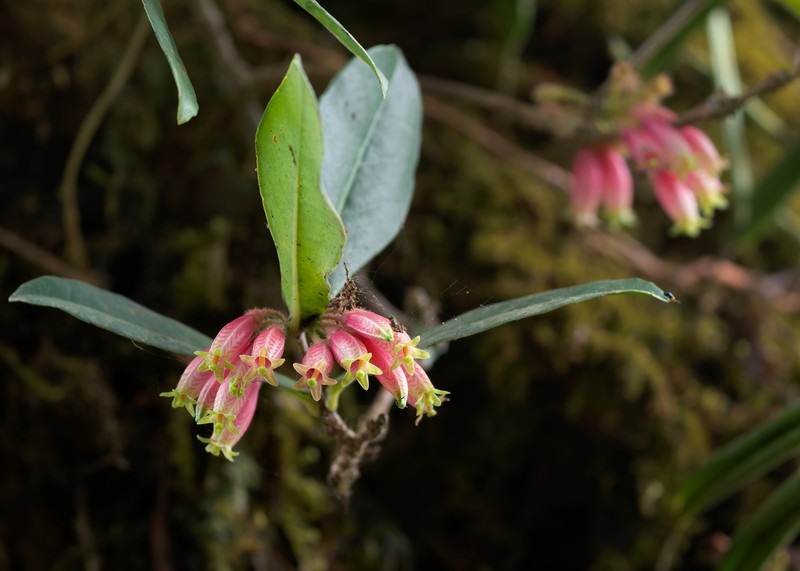 Agapetes setigera photo 6