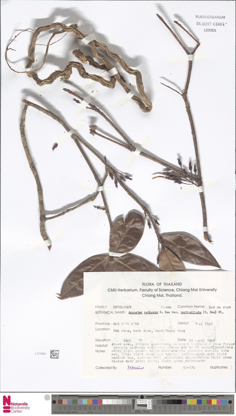 Agapetes setigera var. verticillata