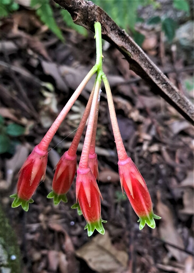 Agapetes sikkimensis photo 2