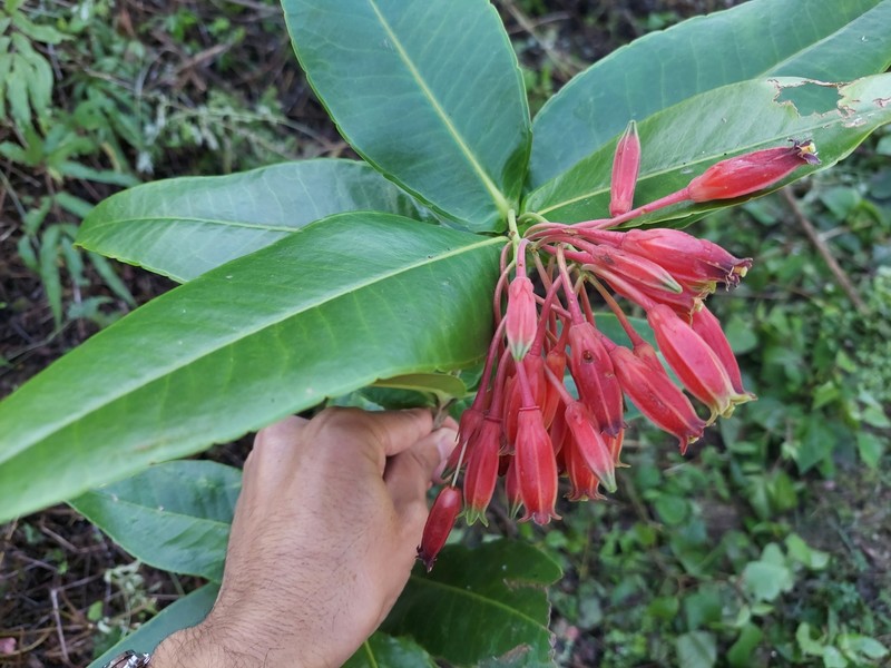 Agapetes sikkimensis photo 3
