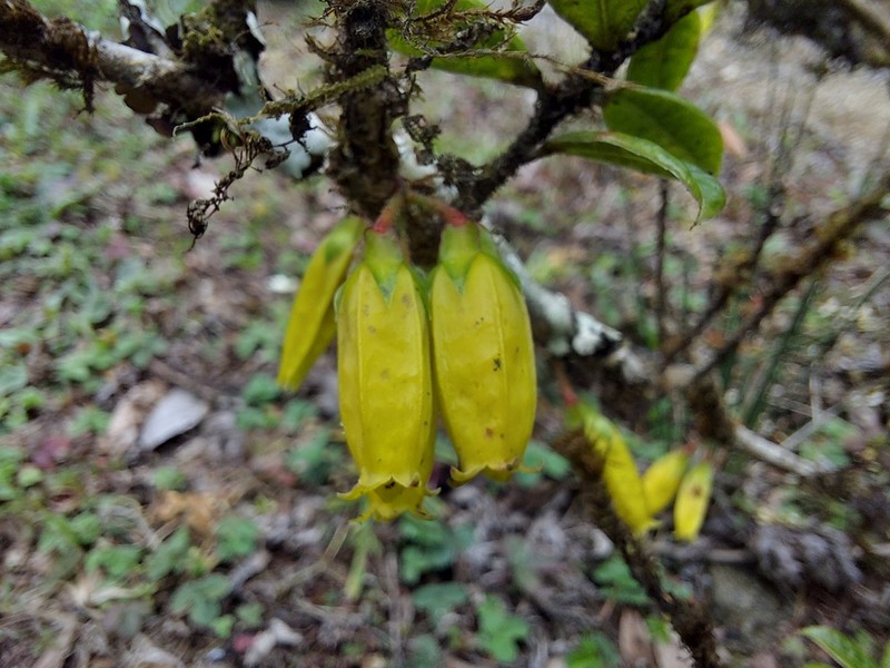 Agapetes smithiana