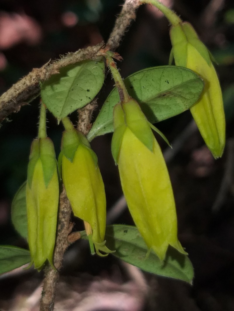 Agapetes smithiana photo 3