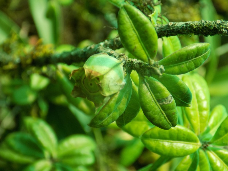 Agapetes smithiana photo 4