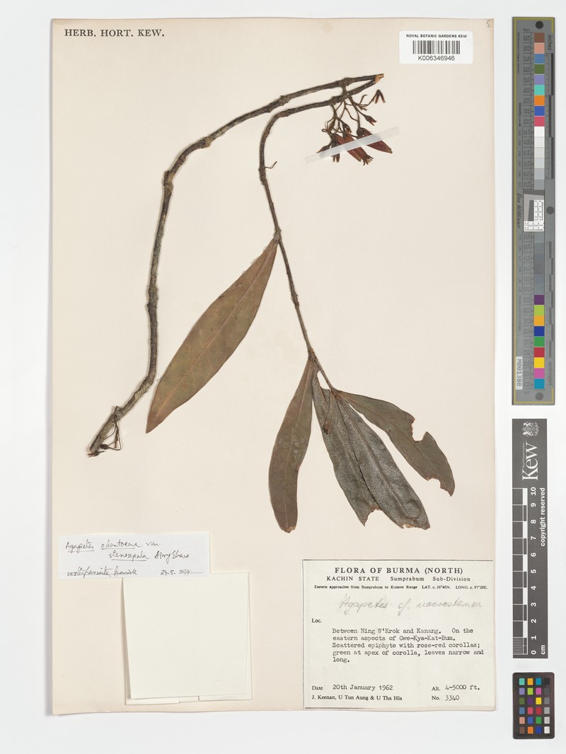 Agapetes stenosepala photo 2
