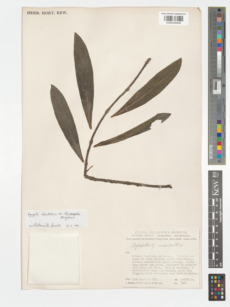 Agapetes stenosepala photo 3