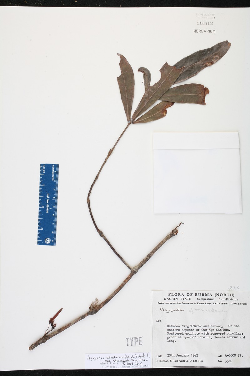 Agapetes stenosepala