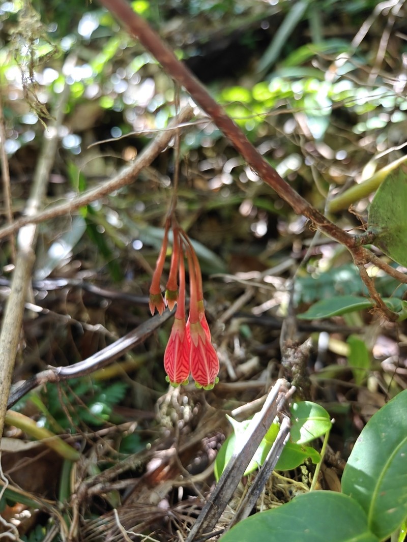 Agapetes subsessilifolia