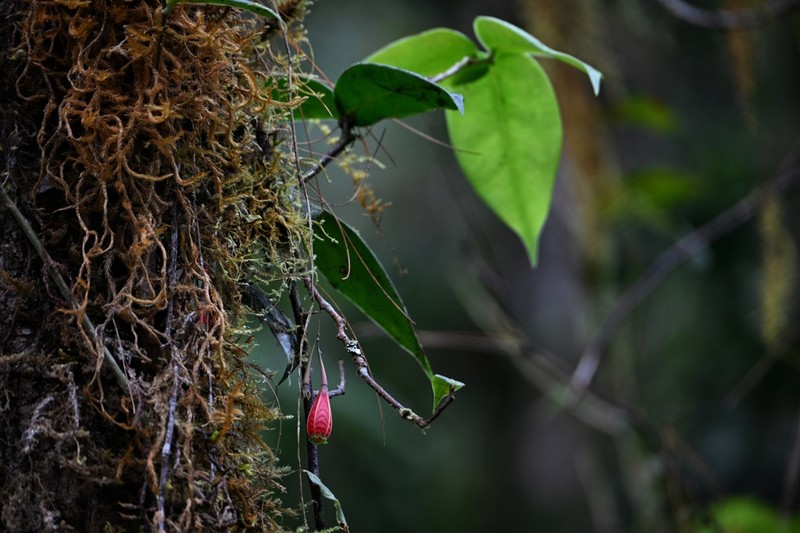 Agapetes subsessilifolia photo 2