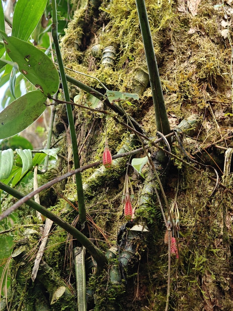 Agapetes subsessilifolia photo 4