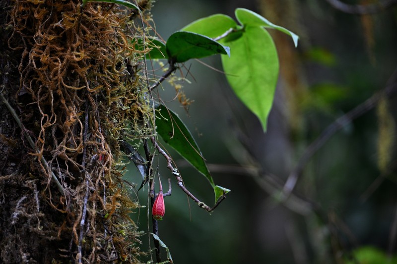 Agapetes subsessilifolia photo 5