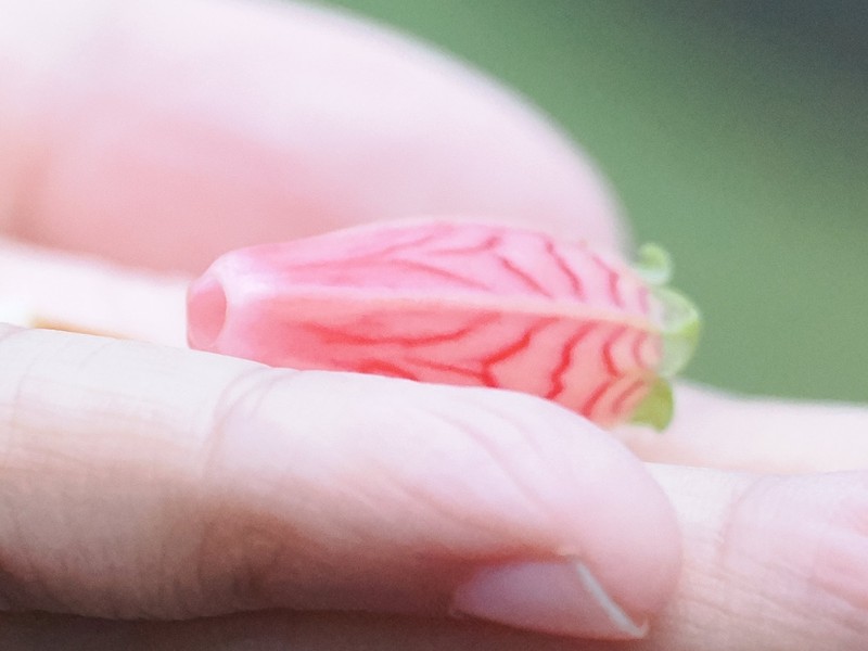 Agapetes subsessilifolia photo 6