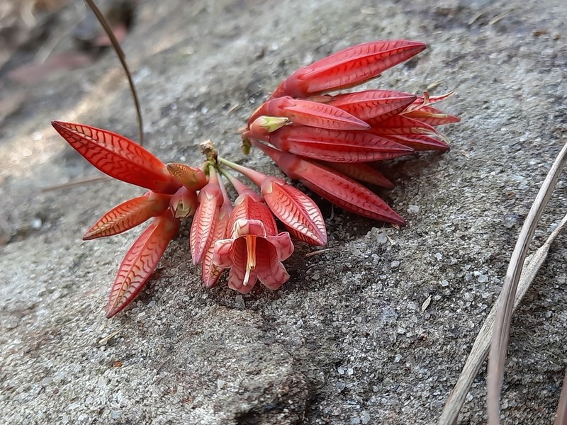 Agapetes variegata