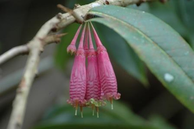 Agapetes variegata photo 2
