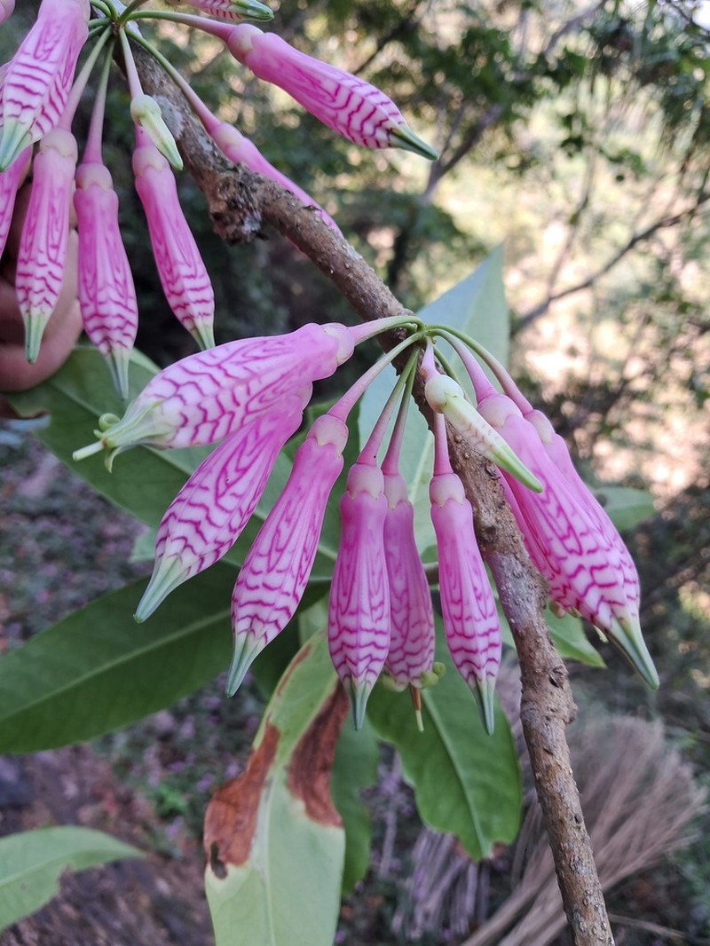 Agapetes variegata photo 3