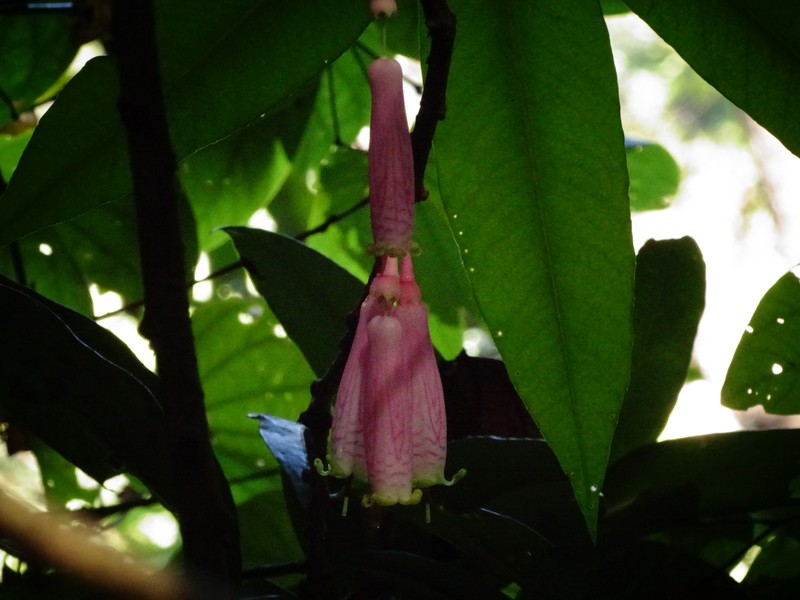 Agapetes variegata photo 5