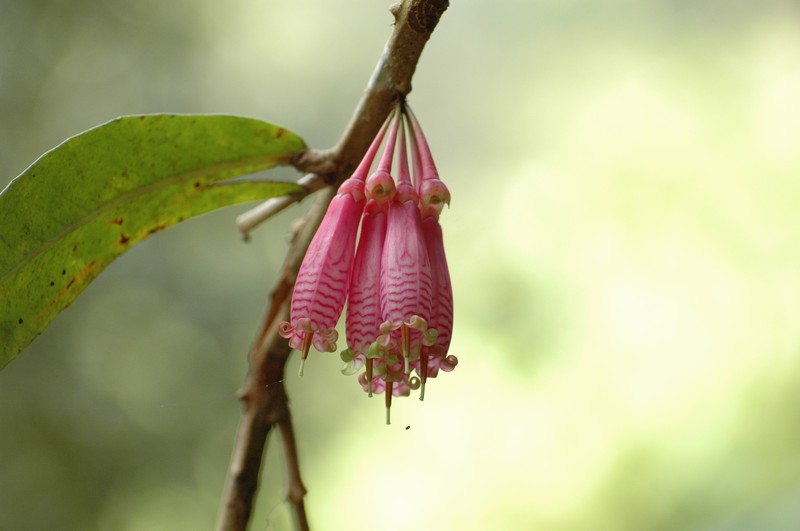 Agapetes variegata photo 6